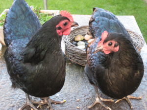 Australorp2