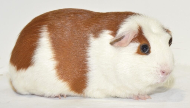 Fraaiste cavia (algeheel kampioen)